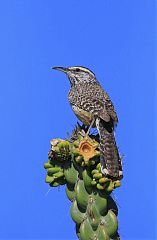 Cactus Wren